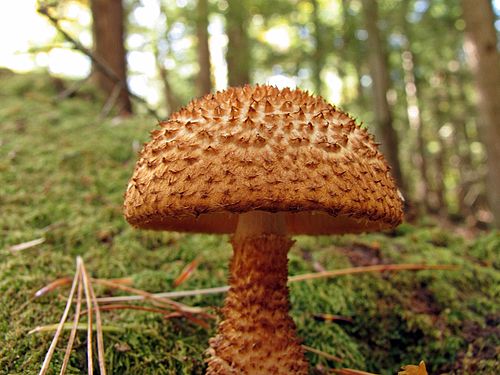 Leucopholiota decorosa